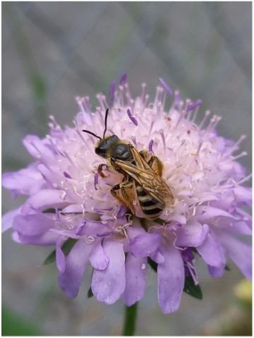 Furchenbiene auf Ackerwitwenblume
