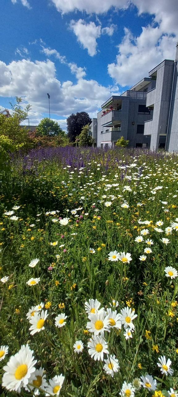 Magerwiese in voller Blüte
