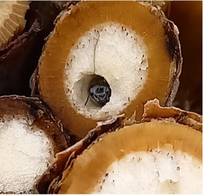 Gewöhnliche Keulhornbiene in einem Holunderstängel
