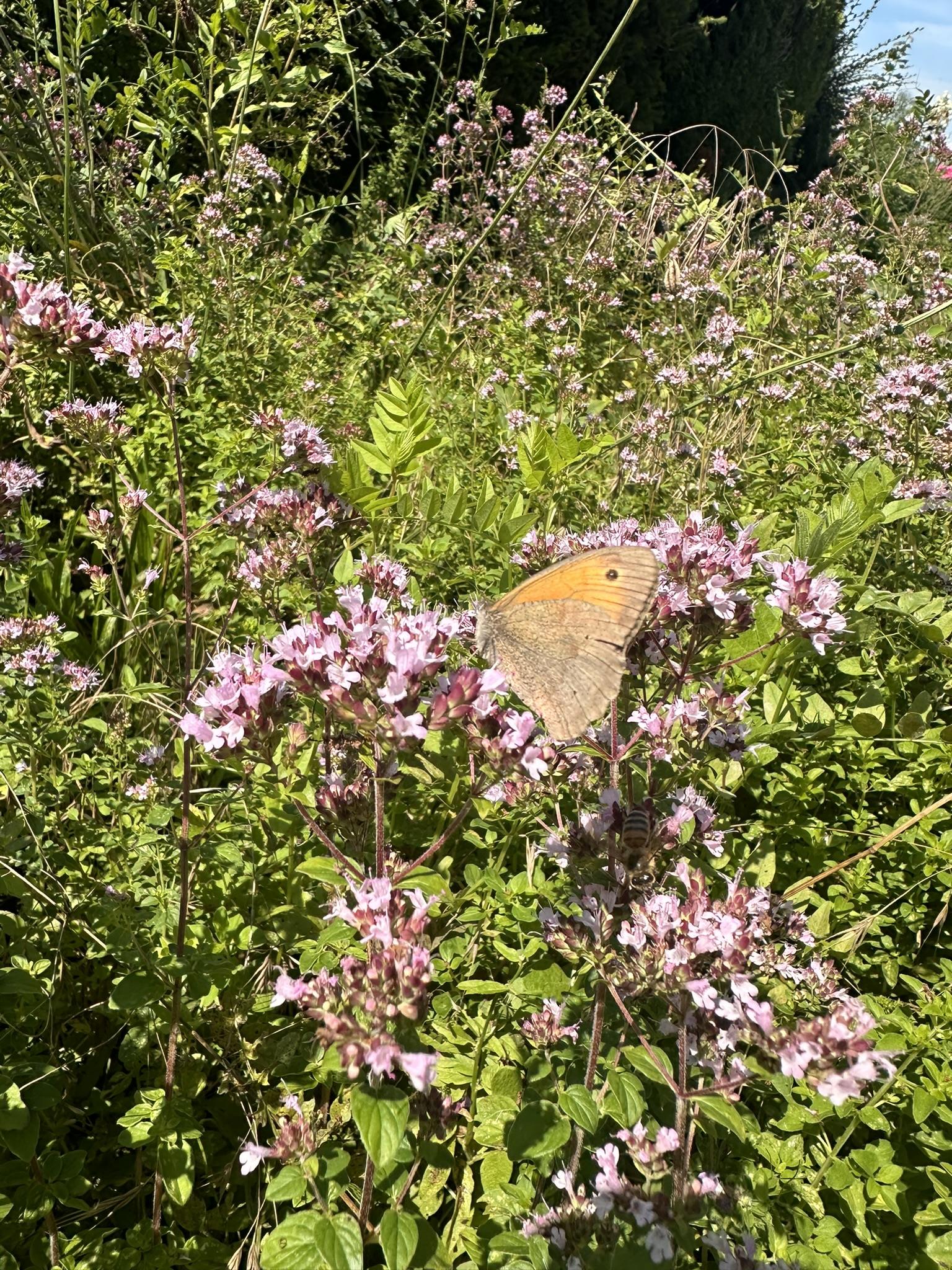 Schmetterling auf rosa blühendem Oregano
