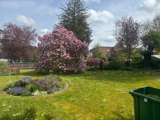 Gepflegter Rasen mit blühender Magnolie und rundem Beet