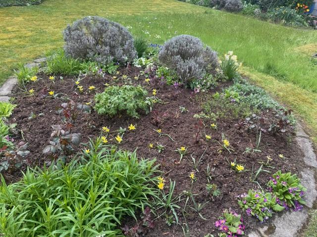 Frisch bepflanztes rundes Beet mit Lavendel am Rasenrand